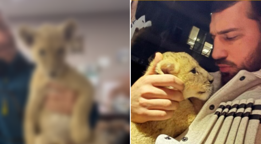 VIDEO: ბოკვერი ჯანმრთელადაა და გაზრდილია - როგორ გამოიყურება ლაშა ბექაურის მიერ ჩაბარებული ცხოველი ახლა